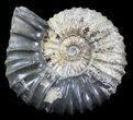 Acanthohoplites Ammonite Fossil - Caucasus, Russia #30089-1